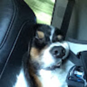 Meet your Posher, Maya